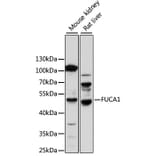 Western Blot - Anti-FUCA1 Antibody (A14533) - Antibodies.com