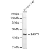 Western Blot - Anti-SHMT1 Antibody (A90379) - Antibodies.com