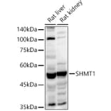 Western Blot - Anti-SHMT1 Antibody (A90379) - Antibodies.com