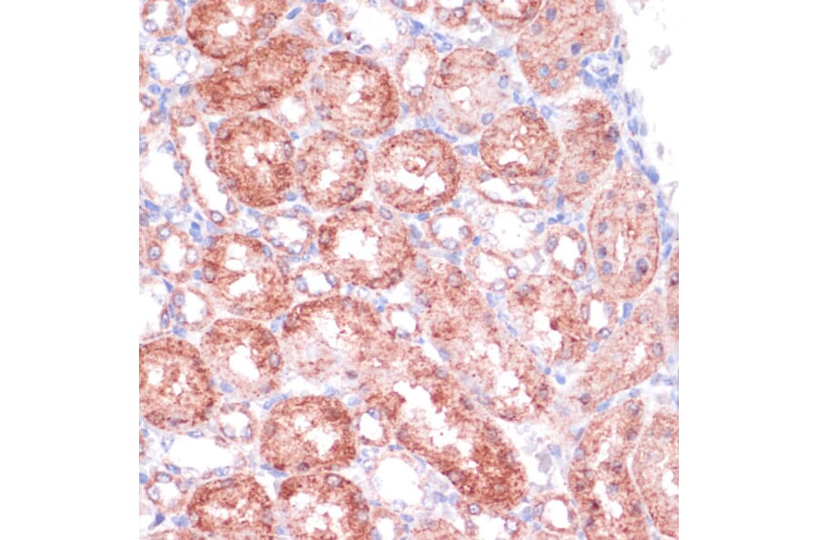 Immunohistochemistry - Anti-SHMT1 Antibody (A90379) - Antibodies.com