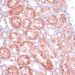 Immunohistochemistry - Anti-SHMT1 Antibody (A90379) - Antibodies.com