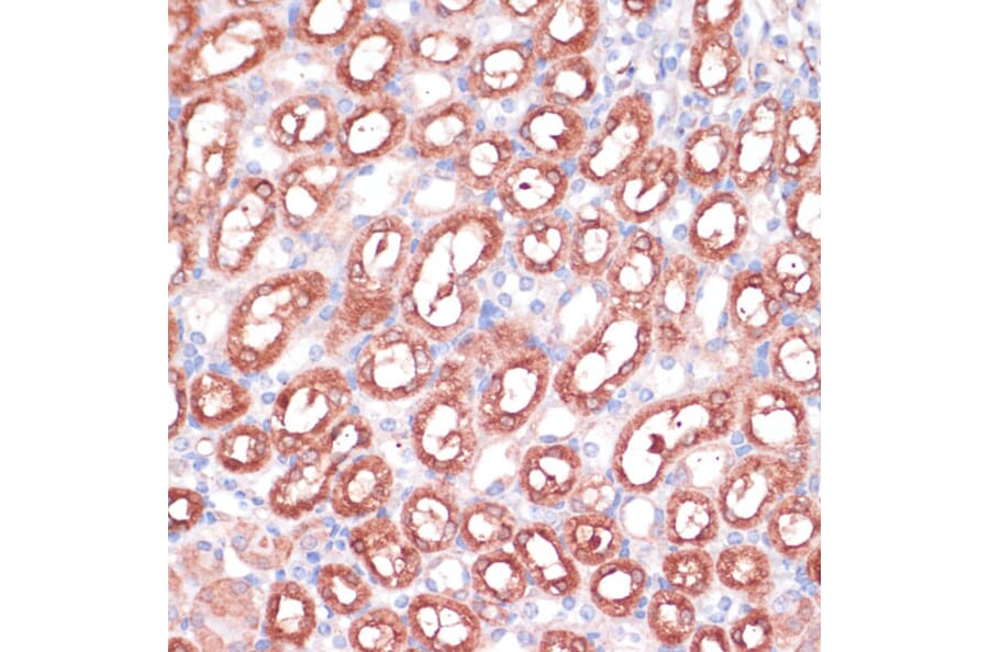Immunohistochemistry - Anti-SHMT1 Antibody (A90379) - Antibodies.com