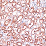 Immunohistochemistry - Anti-SHMT1 Antibody (A90379) - Antibodies.com