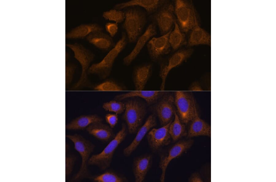 Immunofluorescence - Anti-SHMT1 Antibody (A90379) - Antibodies.com