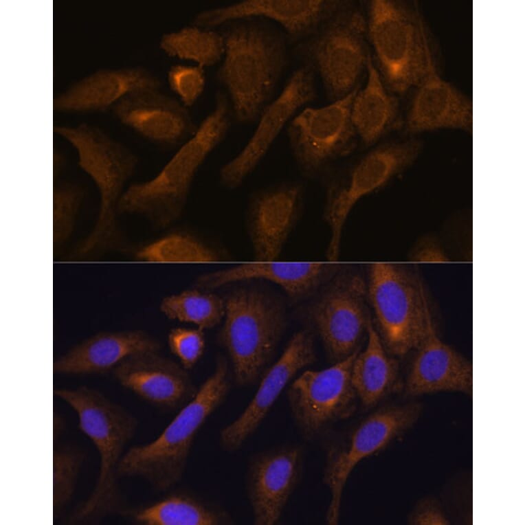 Immunofluorescence - Anti-SHMT1 Antibody (A90379) - Antibodies.com