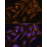 Immunofluorescence - Anti-SHMT1 Antibody (A90379) - Antibodies.com