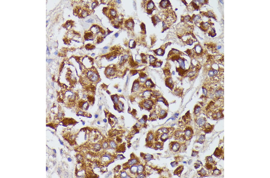 Immunohistochemistry - Anti-Angiotensinogen Antibody (A90383) - Antibodies.com