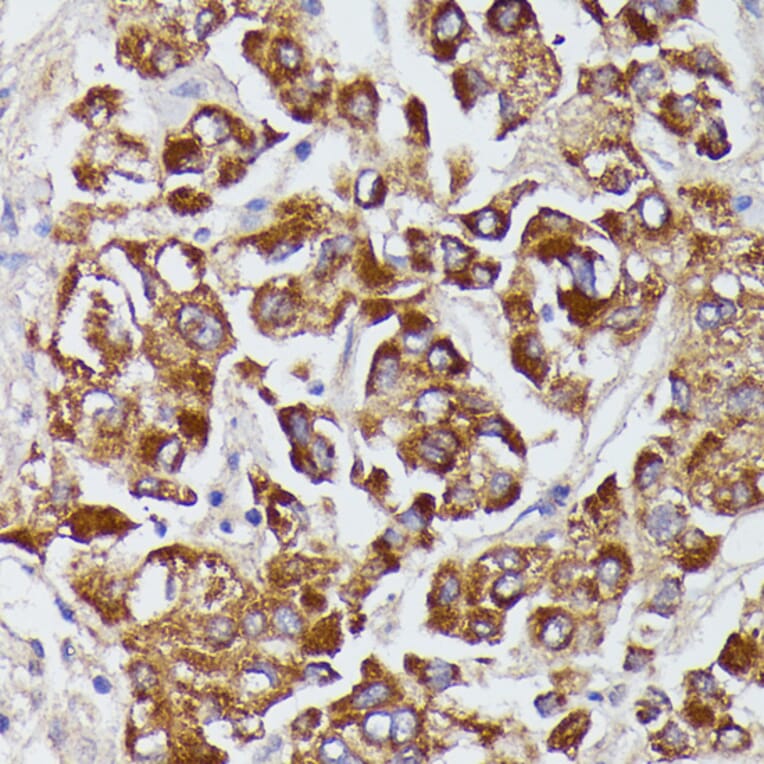 Immunohistochemistry - Anti-Angiotensinogen Antibody (A90383) - Antibodies.com