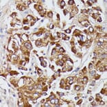 Immunohistochemistry - Anti-Angiotensinogen Antibody (A90383) - Antibodies.com