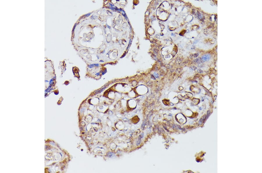 Immunohistochemistry - Anti-Angiotensinogen Antibody (A90383) - Antibodies.com