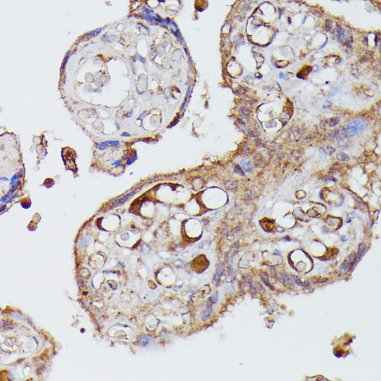 Immunohistochemistry - Anti-Angiotensinogen Antibody (A90383) - Antibodies.com