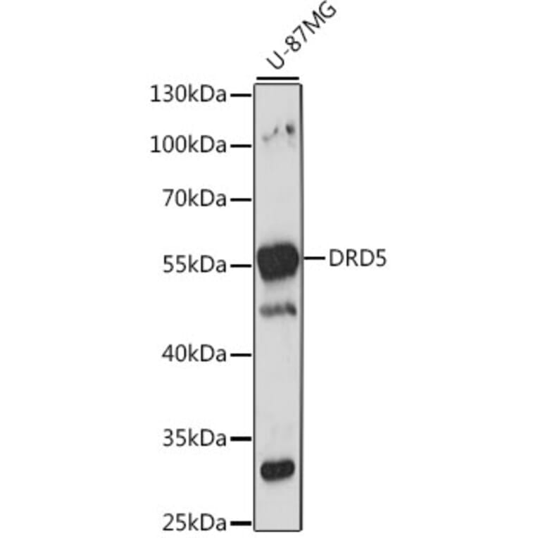 Western Blot - Anti-DRD5 Antibody (A15662) - Antibodies.com