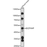 Western Blot - Anti-DCSTAMP Antibody (A90386) - Antibodies.com