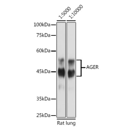Western Blot - Anti-RAGE Antibody (A90387) - Antibodies.com