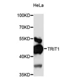 Western Blot - Anti-TRIT1 Antibody (A13100) - Antibodies.com