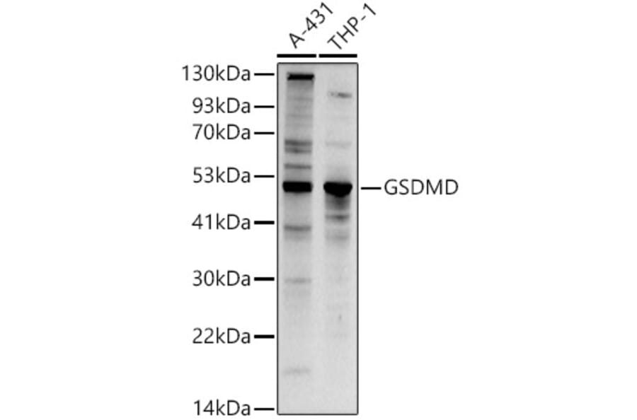 Western Blot - Anti-GSDMD (Full-length and C-terminal) Antibody (A90390) - Antibodies.com