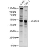 Western Blot - Anti-GSDMD (Full-length and C-terminal) Antibody (A90390) - Antibodies.com