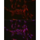 Immunofluorescence - Anti-GSDMD (Full-length and C-terminal) Antibody (A90390) - Antibodies.com