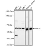 Western Blot - Anti-MEF2A Antibody (A90391) - Antibodies.com