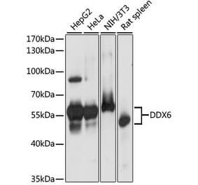 Western Blot - Anti-DDX6 Antibody (A90393) - Antibodies.com