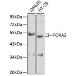 Western Blot - Anti-FOXA2 Antibody (A2923) - Antibodies.com
