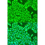 Immunofluorescence - Anti-TUBB8 Antibody (A90398) - Antibodies.com