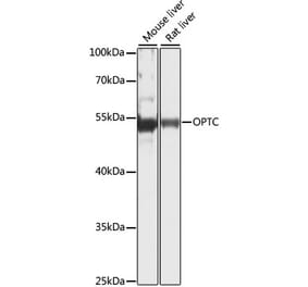 Western Blot - Anti-Opticin Antibody (A90401) - Antibodies.com