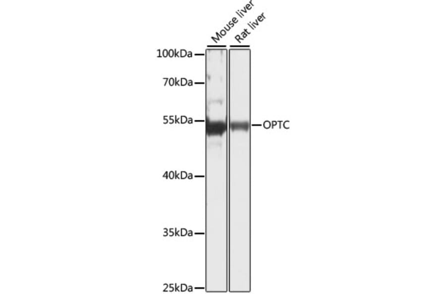 Western Blot - Anti-Opticin Antibody (A90401) - Antibodies.com