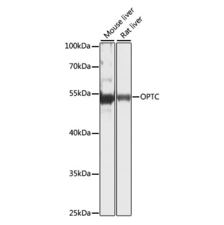 Western Blot - Anti-Opticin Antibody (A90401) - Antibodies.com