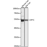 Western Blot - Anti-Opticin Antibody (A90401) - Antibodies.com