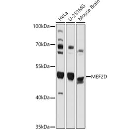 Western Blot - Anti-MEF2D Antibody (A90402) - Antibodies.com