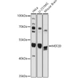 Western Blot - Anti-MEF2D Antibody (A90402) - Antibodies.com