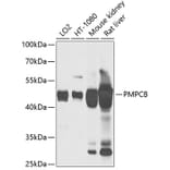 Western Blot - Anti-MPPB Antibody (A90403) - Antibodies.com