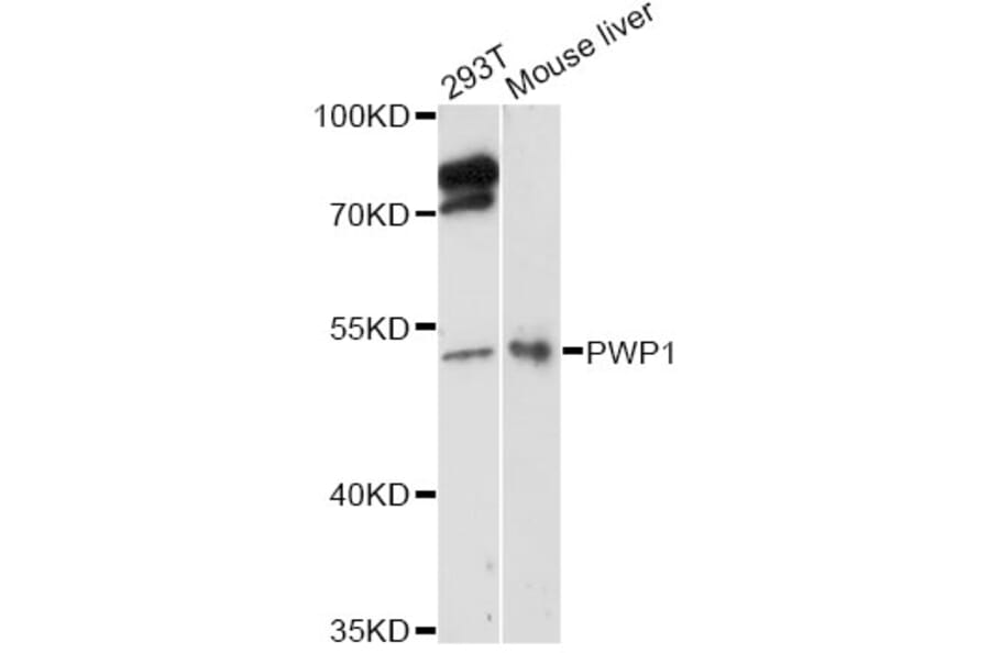 Western Blot - Anti-PWP1 Antibody (A14272) - Antibodies.com