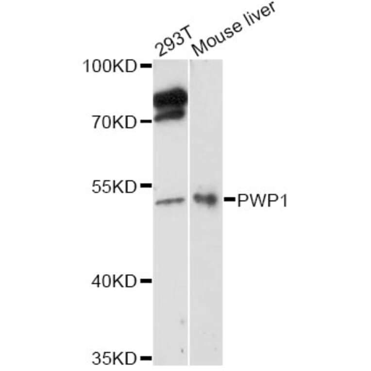 Western Blot - Anti-PWP1 Antibody (A14272) - Antibodies.com