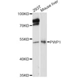 Western Blot - Anti-PWP1 Antibody (A14272) - Antibodies.com