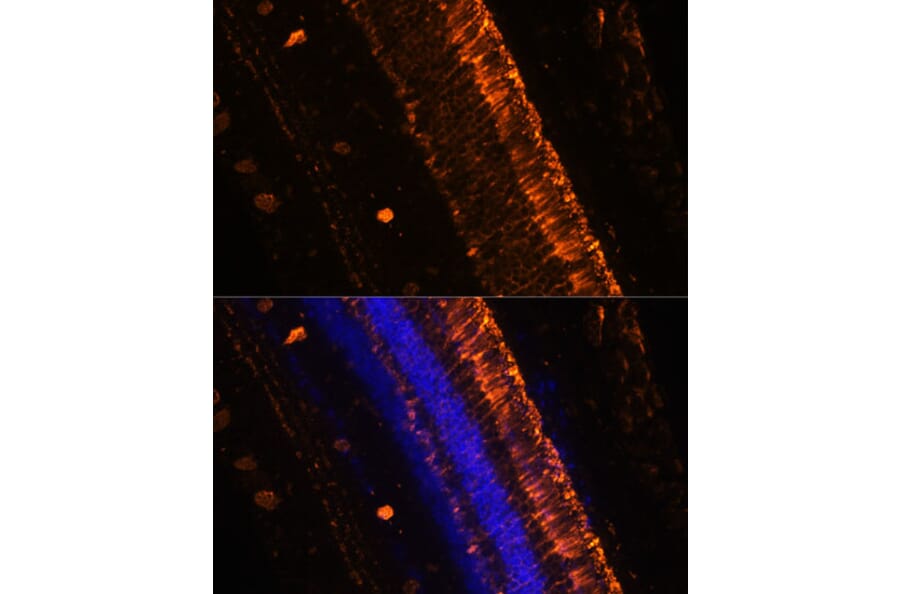 Immunofluorescence - Anti-KCNS2 Antibody (A90405) - Antibodies.com