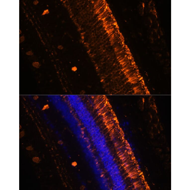 Immunofluorescence - Anti-KCNS2 Antibody (A90405) - Antibodies.com