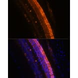 Immunofluorescence - Anti-KCNS2 Antibody (A90405) - Antibodies.com