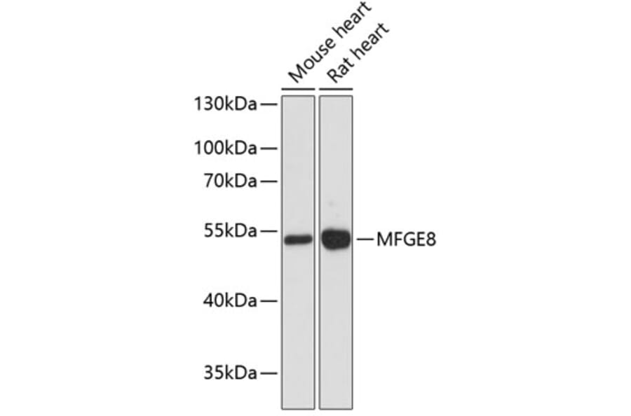 Western Blot - Anti-Milk Fat Globule 1 Antibody (A90406) - Antibodies.com