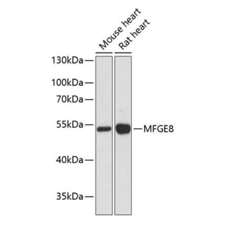 Western Blot - Anti-Milk Fat Globule 1 Antibody (A90406) - Antibodies.com