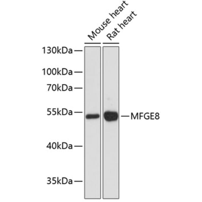 Anti-Milk Fat Globule 1 Antibody (A90406) | Antibodies.com