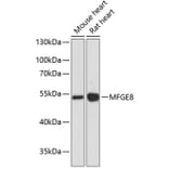 Western Blot - Anti-Milk Fat Globule 1 Antibody (A90406) - Antibodies.com