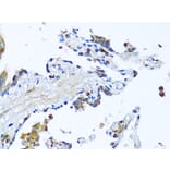 Immunohistochemistry - Anti-Milk Fat Globule 1 Antibody (A90406) - Antibodies.com