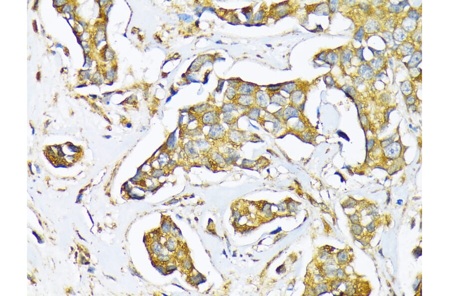 Immunohistochemistry - Anti-Milk Fat Globule 1 Antibody (A90406) - Antibodies.com