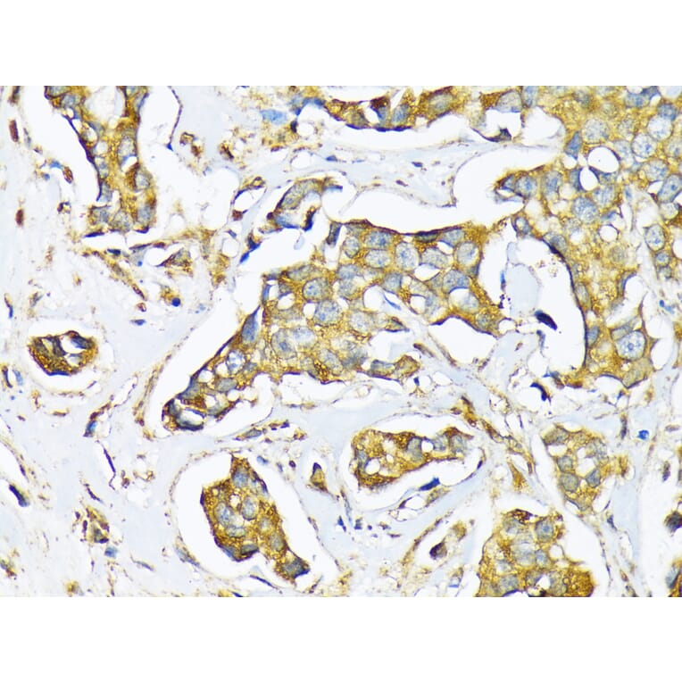 Immunohistochemistry - Anti-Milk Fat Globule 1 Antibody (A90406) - Antibodies.com