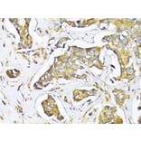 Immunohistochemistry - Anti-Milk Fat Globule 1 Antibody (A90406) - Antibodies.com