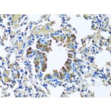 Immunohistochemistry - Anti-Milk Fat Globule 1 Antibody (A90406) - Antibodies.com