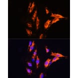 Immunofluorescence - Anti-Milk Fat Globule 1 Antibody (A90406) - Antibodies.com