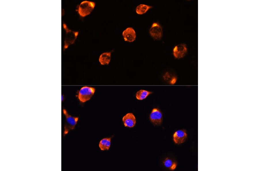 Immunofluorescence - Anti-Milk Fat Globule 1 Antibody (A90406) - Antibodies.com
